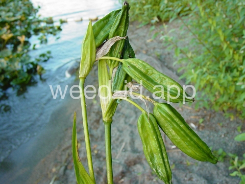 iris, yellowflag